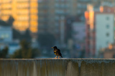 Close-up of bird perching on retaining wall against building
