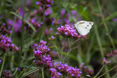 Close-up of butterfly on purple flowering plant