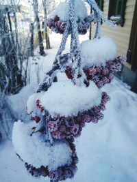 Close-up of snow on tree