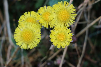 Close-up of yellow flowering plant