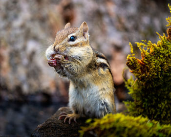 Close-up of squirrel