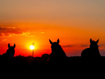 Silhouette people with horses in background during sunset