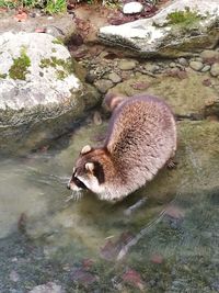 High angle view of turtle on rock in water
