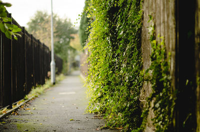 Footpath amidst trees