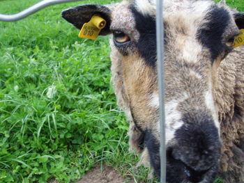 Close-up of sheep on field