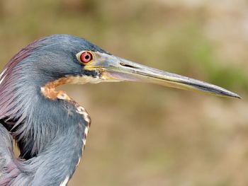 Close-up of a bird