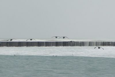 Swans swimming in sea against sky