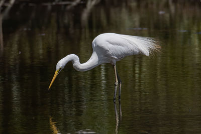 White heron in lake