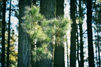 Close-up of pine tree