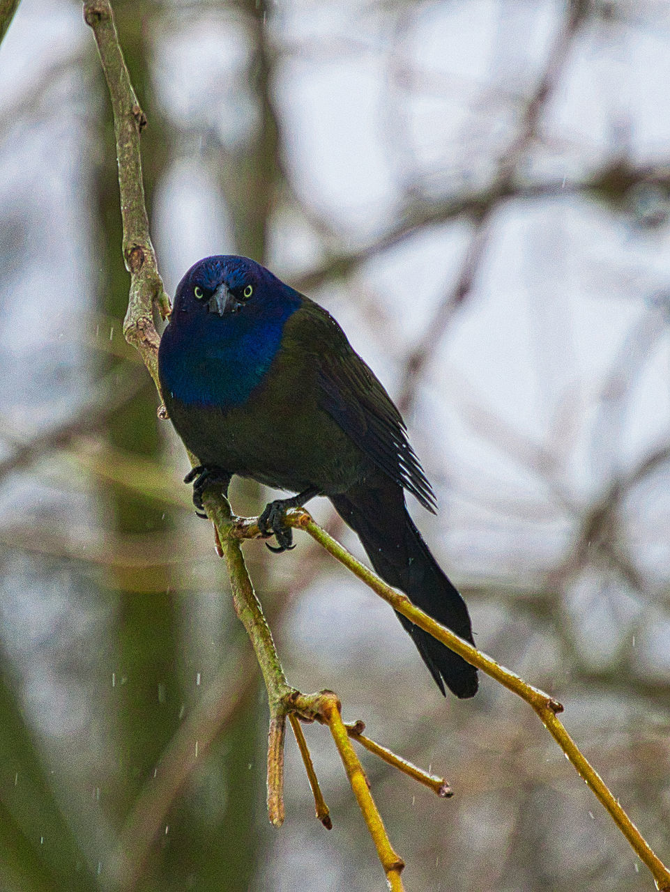 CLOSE-UP OF A BIRD PERCHING ON BRANCH