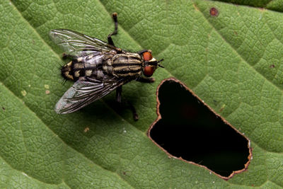 Close-up of insect on leaf