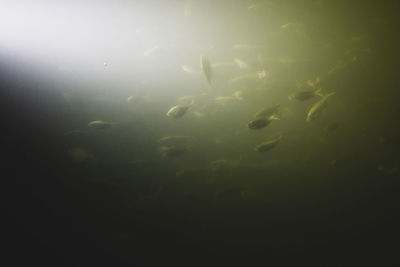 View of fish swimming in sea
