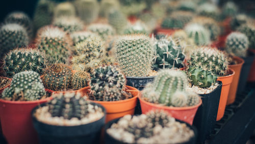 Close-up of succulent plants in market