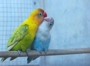 Love birds are in love in the cage