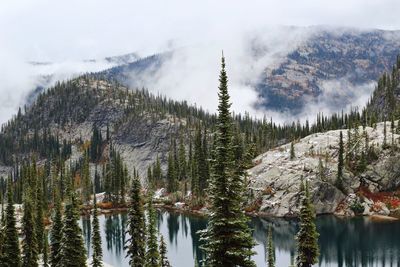 Panoramic view of lake and trees in forest