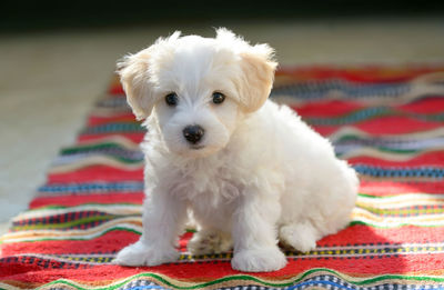 Portrait of white puppy sitting on carpet