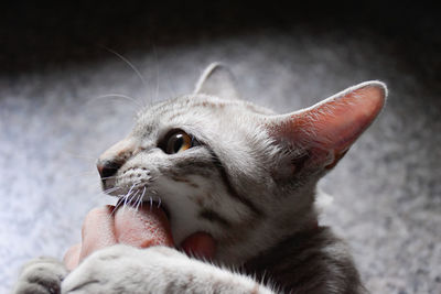 Angry cat with owner hand.