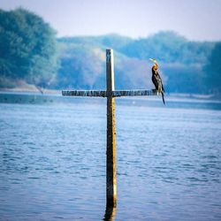 Cormorant perching on cross on river against sky