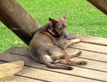 View of a dog resting on wood