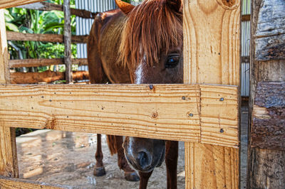 Portrait of horse in stable
