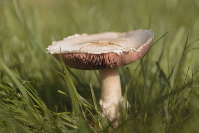 Close-up of mushroom in grass