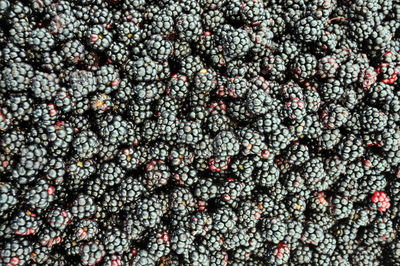 Full frame shot of berries