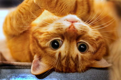 Close-up portrait of a cat