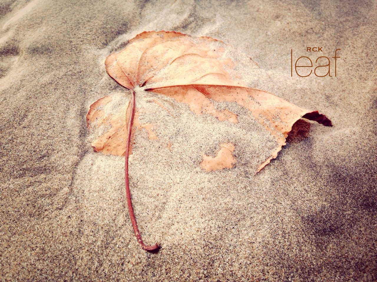 dry, high angle view, sand, close-up, leaf, ground, textured, street, no people, nature, outdoors, day, dirt, asphalt, fallen, sunlight, brown, autumn, natural pattern, shadow