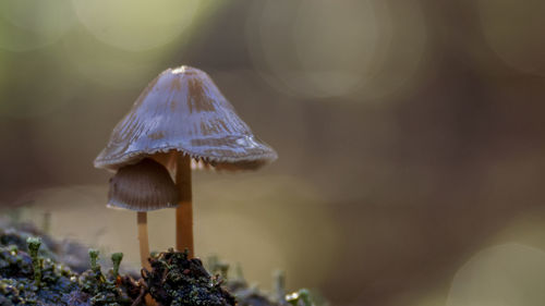 Close-up of mushroom growing on land