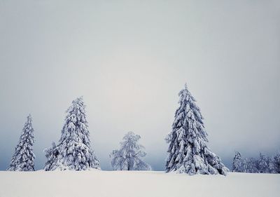 Trees on field against clear sky during winter