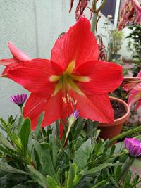 Close-up of red flower blooming outdoors