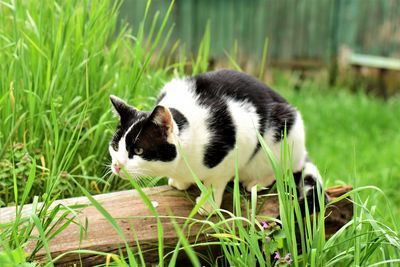 View of a cat on field
