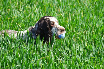 Dog lying on grass