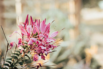 Close-up of pink flowers