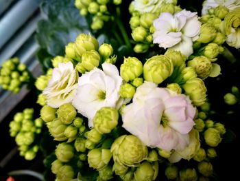 Close-up of flowering plants