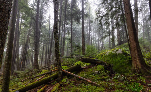 Trees in forest