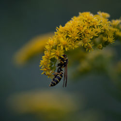 Close-up of insect on flower