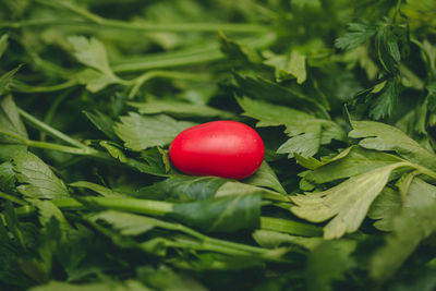 Close-up of tomatoes