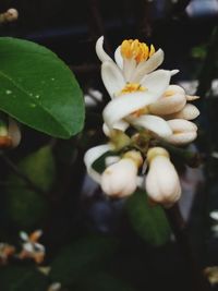 Close-up of flowers