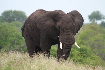 Elephant in a field