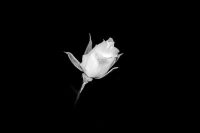 Close-up of white rose against black background