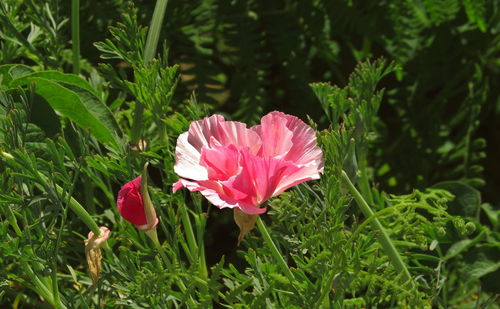 Close-up of pink flower blooming outdoors