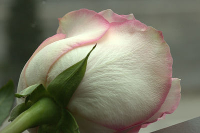 Close-up of red rose