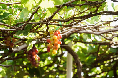 Low angle view of berries on tree