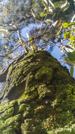 Close-up of tree trunk