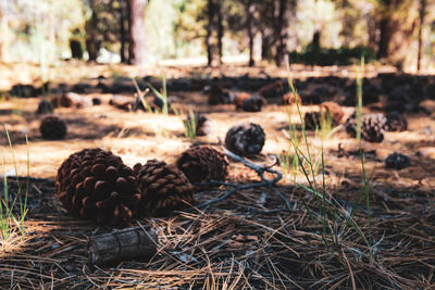 Close-up of pine cone on field