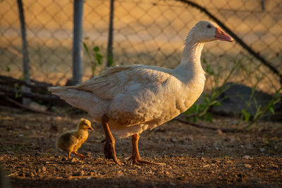 Gosling follows mother goose in wire coop