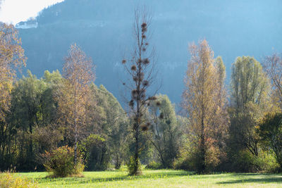 Trees on field against sky