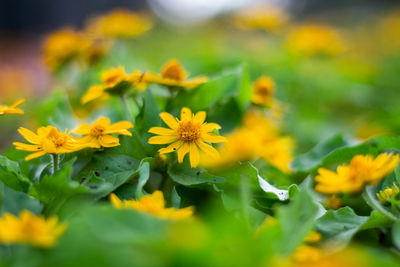 Close-up of yellow flowering plants