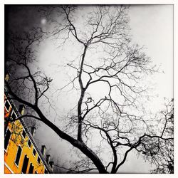 Bare trees against sky